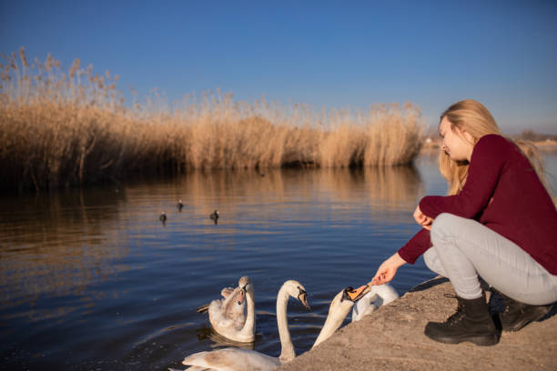 istock Young woman feeding swans with bread at the lake 2018832109