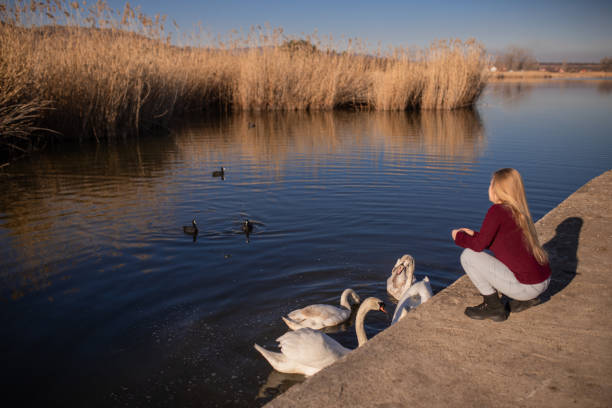 Young woman feeding swans at the lake