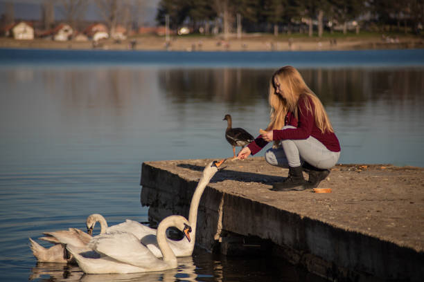 istock Gentle swan eating from a woman's hand 2018833143