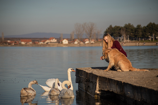 Young woman enjoying outdoors with her golden retriever dog, the woman is feeding swans next to a lake