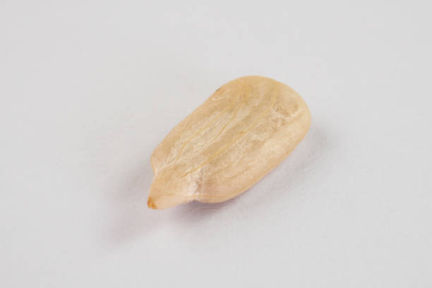 Single peeled roasted sunflower seed isolated on white background