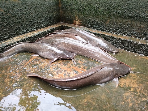 When the catfish pond is drained, we can see the catfish clearly. The catfish in the pond began to move and run to find a water source. catfish is delicious to eat.