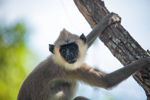 Crab-Eating Macaque - Macaca fascicularis - also known as the Long-Tailed Macaque sitting on Jungle Tree Branch. Nature Wildlife Shot. Rainforest of Rinca Island, Komodo National Park, Flores, Indonesia, Southeast Asia.