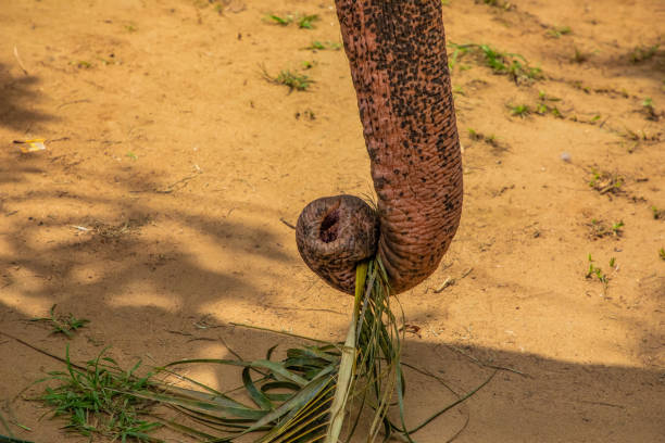 Asian Elephant skin texture abstract background. trunk of an elephant drinking water very close. in focus