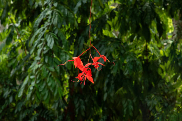 Amherstia nobilis (Noble Amherstia) flower, with lush foreground plants in perfect focus close-up of vibrant. bright scarlet long thin flower on green natural background