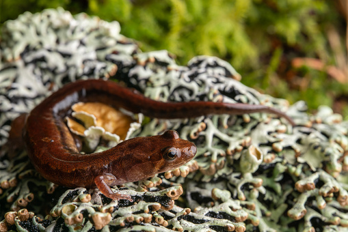 Close up of cherokee mountain dusky salamander (Desmognathus adatsihi) on fat moss