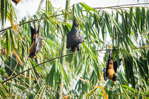 close-up hanging Mariana fruit bat (Pteropus mariannus) on blue sky nature background in Sri Lanka . wild animal concept.