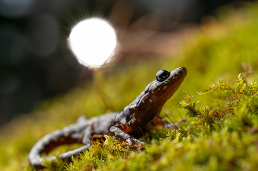 Close up of green salamander (Aneides aeneus) on mossy rockface with sun in background
