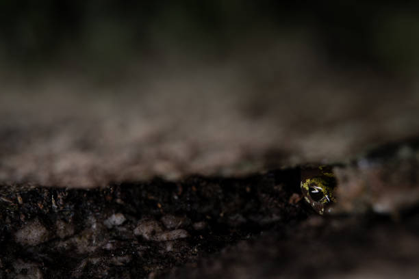Green salamander (Aneides aeneus) hiding in rockcrevice