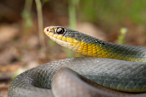 Yellow-bellied racer (Coluber constrictor) in forest, head up