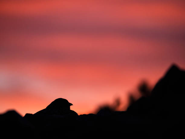 Silhouette rock ptarmigan in the morning glow