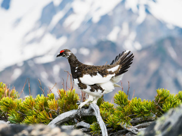 istock Rock ptarmigan male in june 2018910848