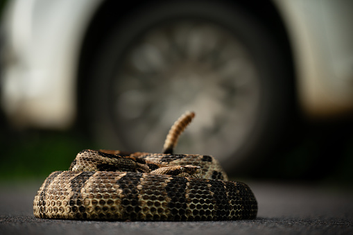 Timber rattlesnake (Crotalus horridus) coiled next to car wheel