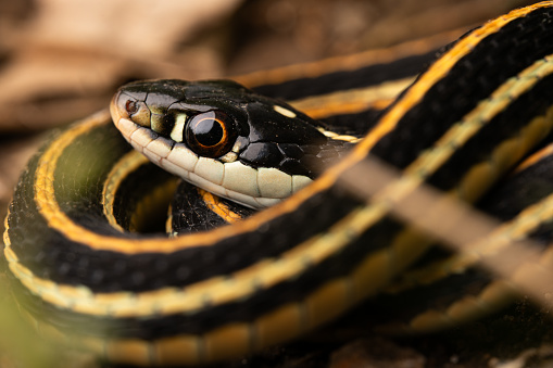 a large snake sunbathes in Laguna Atascosa, Texas