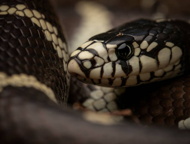 istock California kingsnake (Lampropeltis californiae) 2018924641