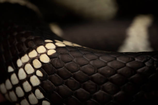 istock California kingsnake (Lampropeltis californiae) 2018924642