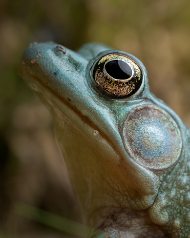 Axanthic blue frog (Lithobates clamitans) close up face