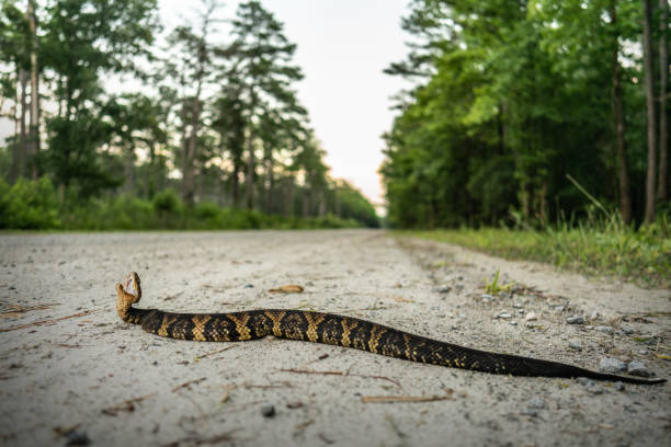 istock Northern cottonmouth (Agkistrodon piscivorus) 2018936702