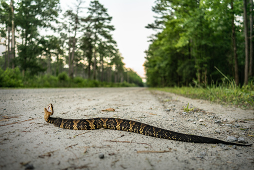 Northern cottonmouth (Agkistrodon piscivorus) crossing road at sunset