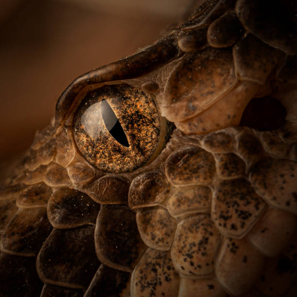 木材ガラガラヘビ(crotalus horridus)の目 - timber rattlesnake ストックフォトと画像