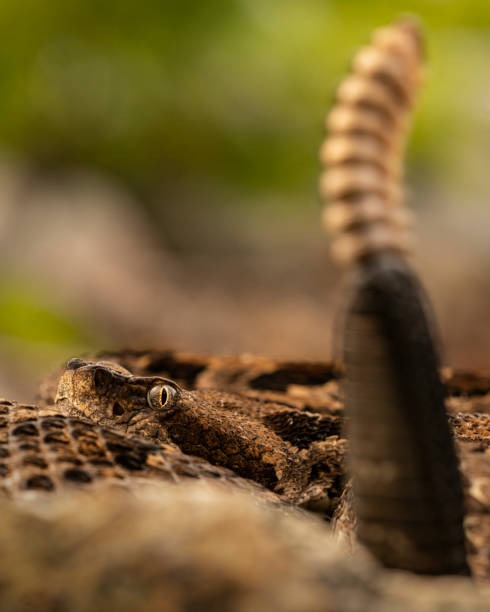 timber rattlesnake (crotalus horridus) - timber rattlesnake ストックフォトと画像