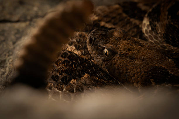 timber rattlesnake (crotalus horridus) - timber rattlesnake ストックフォトと画像