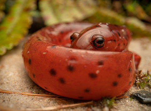 Eastern mud salamander (Psuedotriton montanus montanus) full body with spots and eyes on sand