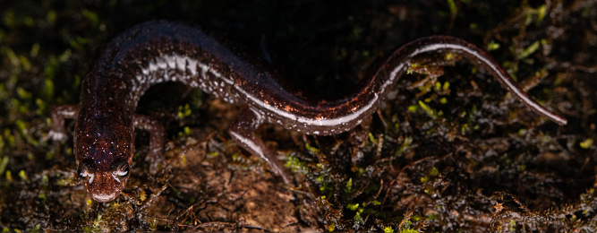 Apalachicola dusky salamander (Desmognathus apalachicolae) full body on moss