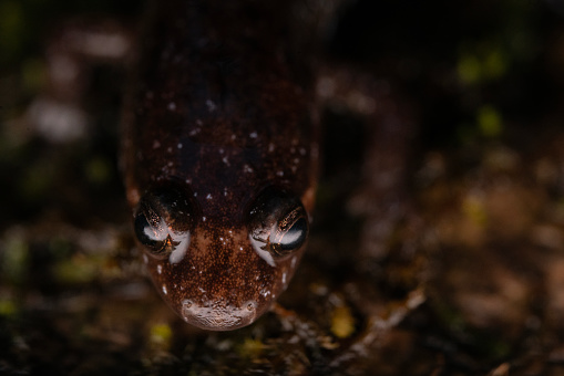 Apalachicola dusky salamander (Desmognathus apalachicolae) close up face and eyes