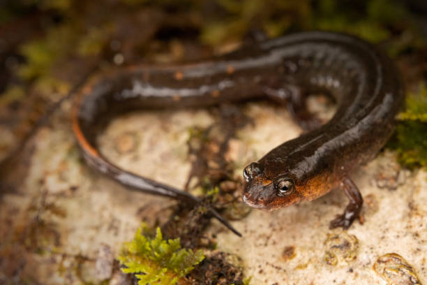 istock Valentine's southern dusky salamander (Desmognathus valentinei) 2018959199