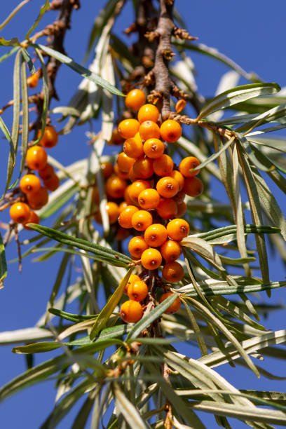 istock Sea buckthorn berries on a branch 2018960968