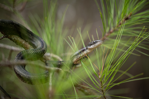 Birds eye view of a baby tiger snake with amazing bright yellow and black stripes.