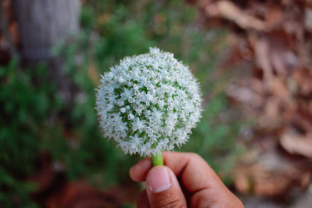 onion flower close up