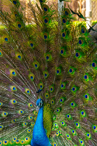 peacock,Close-up portrait of a male peacock displaying beautiful plumage- Lincoln, Nebraska, United States of America