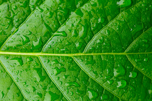 Green leaf and droplets,Macro green leaves in the rainy season,Close-up macro green leaves,Leaf,
Water,
Drop,
Environmental Conservation,
Green Color,
Macrophotography,
Close-up,
Flower,
Wet,