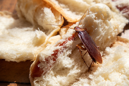 Cockroaches crawl on bread to find something to eat, germs from dirty food.