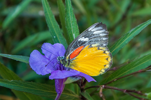 butterfly on the flower in spring