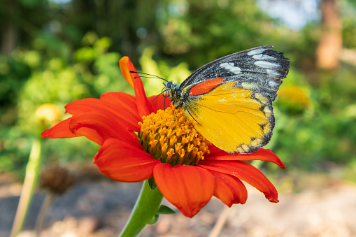 Various butterfly on plants and flowers skipper