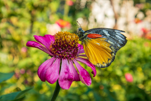 A beautiful yellow-orange butterfly clings to a flower to feed on pollen this morning in the garden.