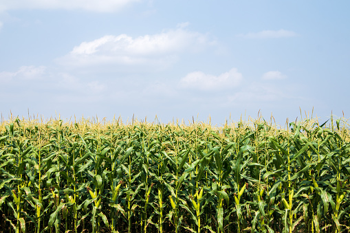 Mature corn field with harvest and afternoon sky background