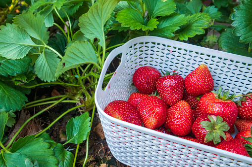 Fresh red organic strawberries with green leaves in a basket from the garden, sweet fruit that provides vitamins.