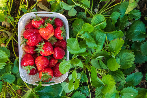 Fresh red organic strawberries with green leaves in a basket from the garden, sweet fruit that provides vitamins.