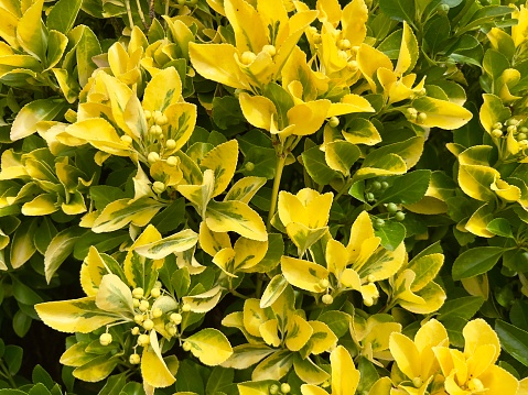 Horizontal closeup photo of green and yellow variegated leaves and unripe tiny fruit clusters on a Japanese Spindle Bush growing in a garden in Summer.