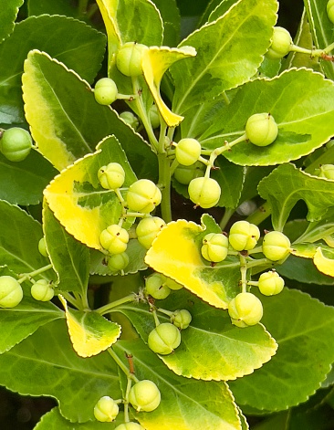 Vertical extreme closeup photo of green and yellow variegated leaves and unripe tiny fruit clusters on a Japanese Spindle Bush growing in a garden in Summer.