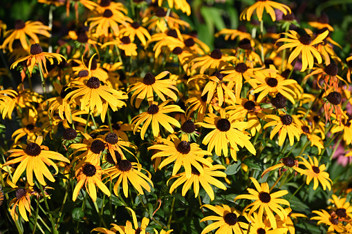 A bunch of Black Eyed Susans bloom in late summer in a local park.