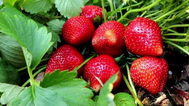 Close-up view of red fresh organic strawberries with green leaves in the garden, sweet fruit that provides vitamins