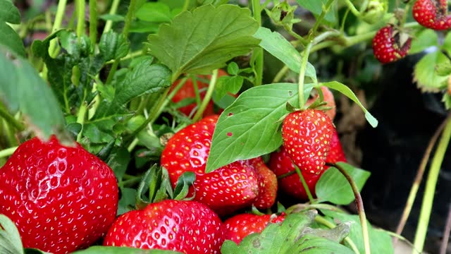 Close-up view of red fresh organic strawberries with green leaves in the garden, sweet fruit that provides vitamins