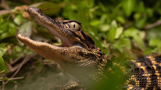 American alligator bares teeth in thick undergrowth
