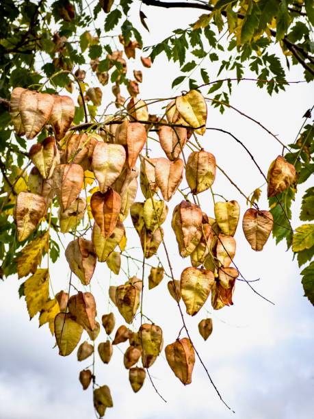 Vertical extreme closeup photo of green leaves and brown seed pods on a China Tree or Pride of India shrub growing in a garden in Summer.