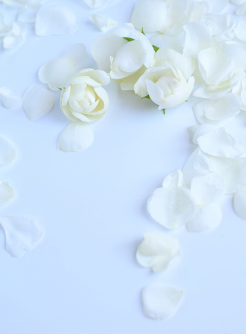 white mini rose petals on white background.